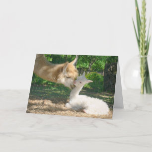 Neue Cria-Karte Karte