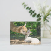 Neue Cria Postkarte (Stehend Vorderseite)