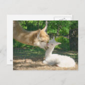 Neue Cria Postkarte (Vorne/Hinten)