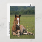 Neue Forest Forest Postkarte (Vorne/Hinten)