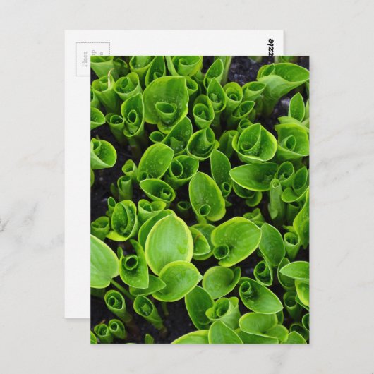 Neue grüne Pflanze im Garten Postkarte (Vorne/Hinten)