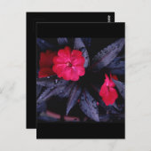 Neue Guinea Impatienten Keramik Tile Postkarte (Vorne/Hinten)