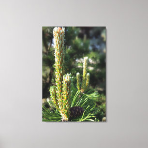 Neue Kiefernknospen Leinwanddruck