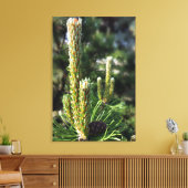 Neue Kiefernknospen Leinwanddruck (Insitu (Wohnzimmer))