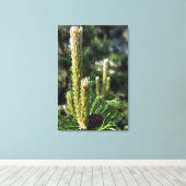 Neue Kiefernknospen Leinwanddruck (Insitu (Holzboden))