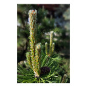 Neue Kiefernknospen Poster (Vorderseite)