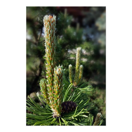 Neue Kiefernknospen Poster (Vorderseite)