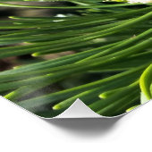 Neue Kiefernknospen Poster (Ecke)