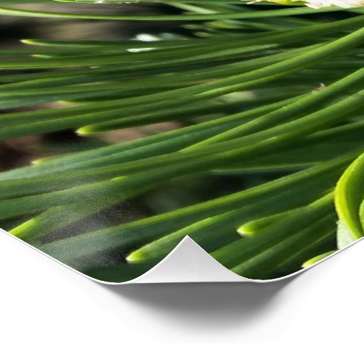 Neue Kiefernknospen Poster (Ecke)