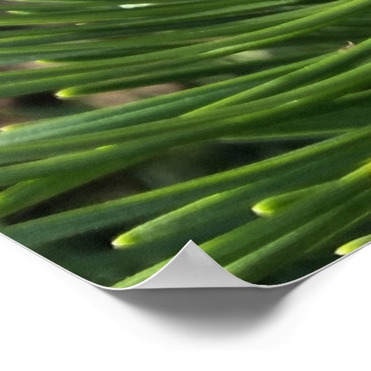 Neue Kiefernknospen Poster (Ecke)