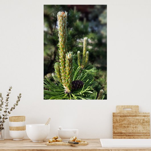 Neue Kiefernknospen Poster (Küche)