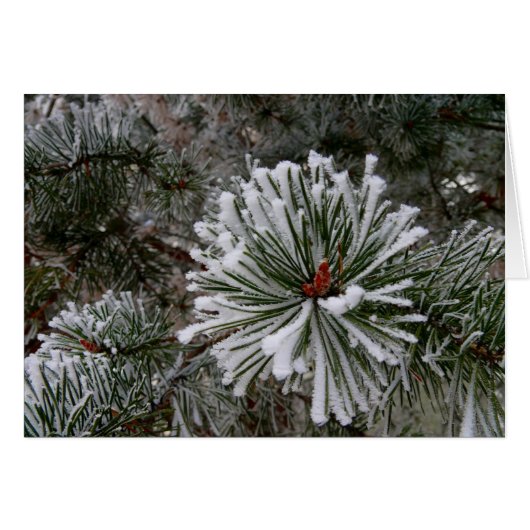 Neue Pine Cones (Vorderseite (Horizontal))