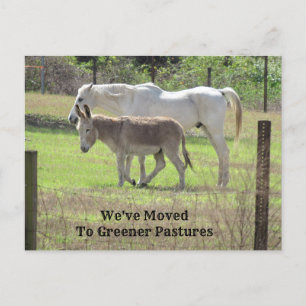 Neue Postkarte für Pferde und Donkey