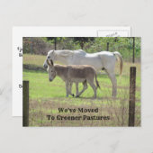 Neue Postkarte für Pferde und Donkey (Vorne/Hinten)