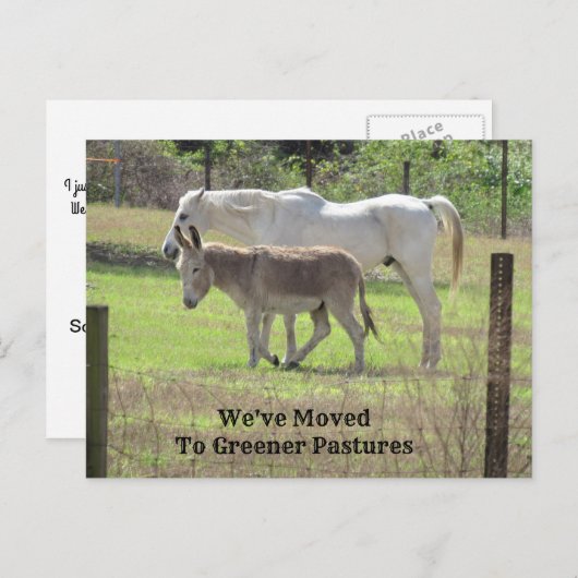 Neue Postkarte für Pferde und Donkey (Vorne/Hinten)