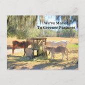 Neue Postkarte für Pferde und Donkey (Vorderseite)