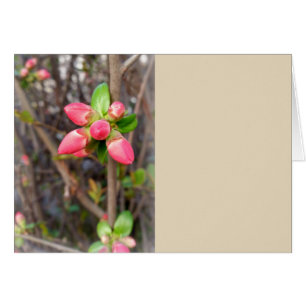 neue rote Knospen
