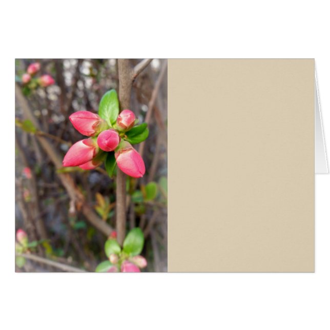 neue rote Knospen (Vorderseite (Horizontal))