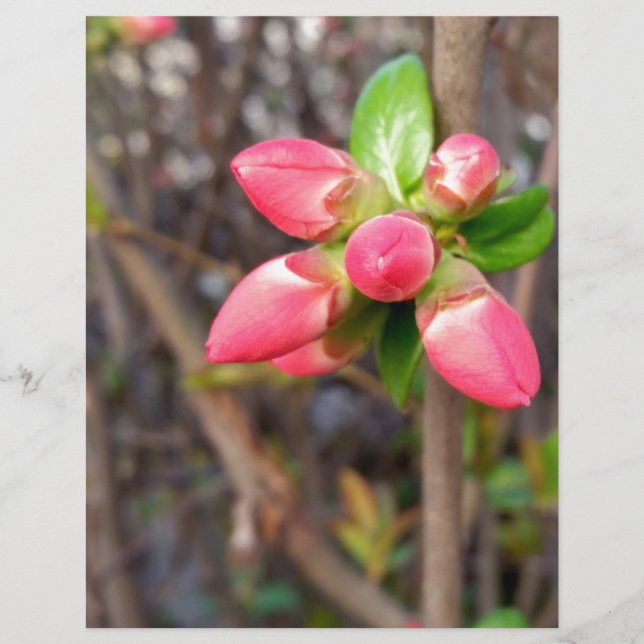 neue rote Knospen (Vorderseite)