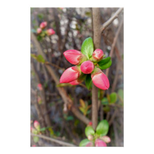 neue rote Knospen Poster