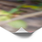 neue rote Knospen Poster (Ecke)