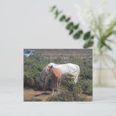 Neue Waldmare und Fohlen Postkarte (Stehend Vorderseite)