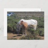 Neue Waldmare und Fohlen Postkarte (Vorne/Hinten)