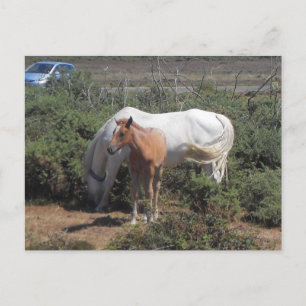 Neue Waldmare und Fohlen Postkarte