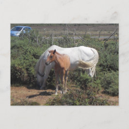 Neue Waldmare und Fohlen Postkarte