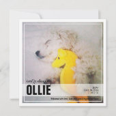 Neue Welpe-Adoption | PET - Ankündigung (Vorderseite)