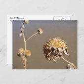 Neue Winter-Blüten in Mexiko Postkarte (Vorne/Hinten)