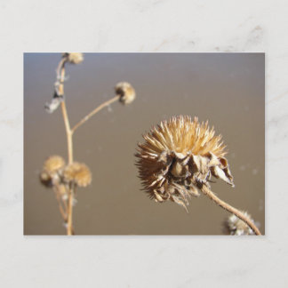 Neue Winter-Blüten in Mexiko Postkarte