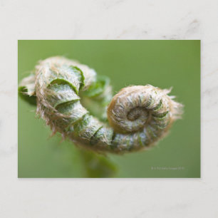 Neue Zweigniederlassung Postkarte