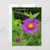 Neuengland Aster Symphotrichum Postkarte (Vorne/Hinten)