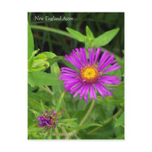 Neuengland Aster Symphotrichum Postkarte