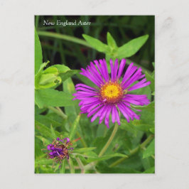 Neuengland Aster Symphotrichum Postkarte