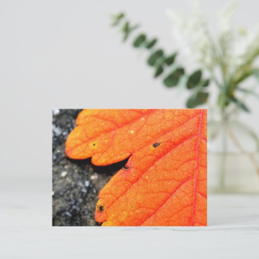 Neuengland Herbst Postkarte (Stehend Vorderseite)