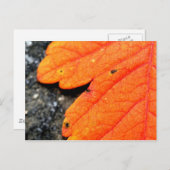 Neuengland Herbst Postkarte (Vorne/Hinten)