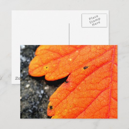 Neuengland Herbst Postkarte (Vorne/Hinten)