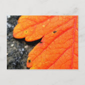 Neuengland Herbst Postkarte (Vorderseite)