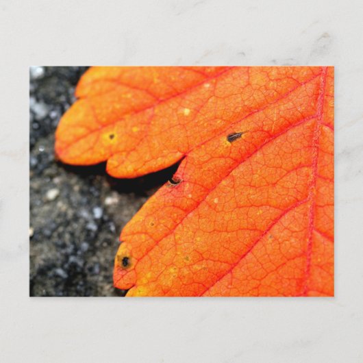 Neuengland Herbst Postkarte (Vorderseite)