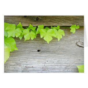 Neuer Efeu, altes Holz