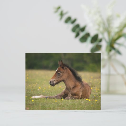 Neuer Fohlen Postkarte (Stehend Vorderseite)