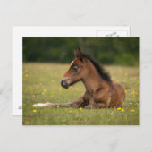 Neuer Fohlen Postkarte (Vorne/Hinten)