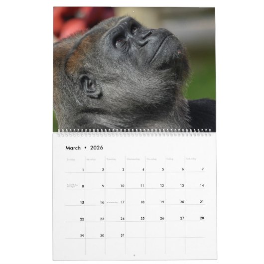 NEUER Gorilla-Kalender 2026 Kalender (Mär 2026)