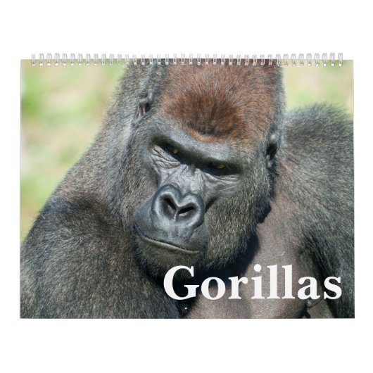 NEUER Gorilla-Kalender 2026 Kalender (Titelbild)