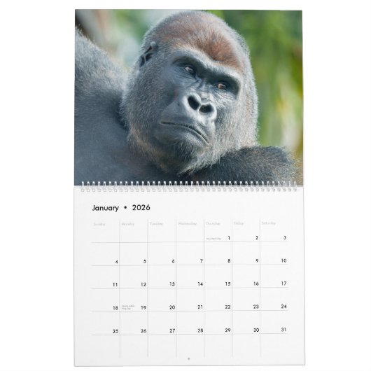 NEUER Gorilla-Kalender 2026 Kalender (Jan 2026)