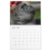 NEUER Gorilla-Kalender 2026 Kalender (Mär 2027)