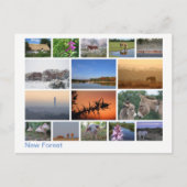 Neuer Wald - Mehrbild 2 Postkarte (Vorderseite)