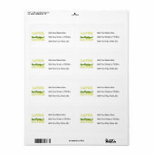 Neuerer Alligator (Vorne)